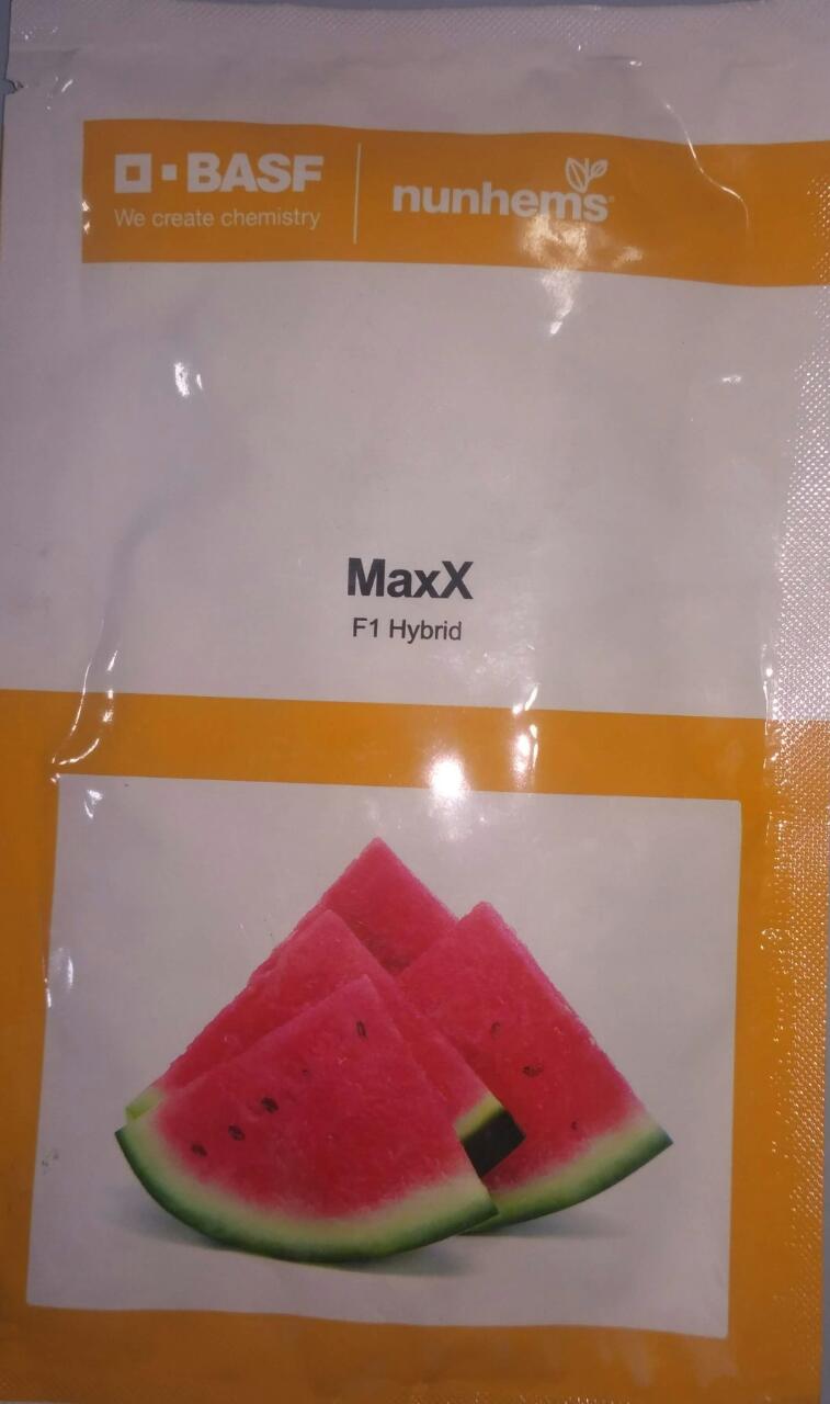 Maxx - 1000 Seeds